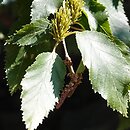 Betula chinensis (brzoza chińska)