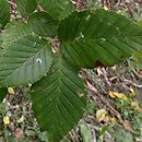 Betula insignis (brzoza południowochińska)