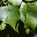 Betula platyphylla (brzoza szerokolistna)