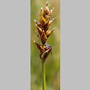 znalezisko 20120715.1.pk - Carex dioica (turzyca dwupienna); Ogród Botaniczny w München (Niemcy)