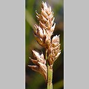 Carex heleonastes (turzyca torfowa)