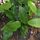 Elettaria cardamomum (kardamon malabarski)