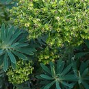 Euphorbia characias ssp. characias (wilczomlecz błękitnawy)