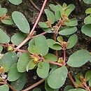Euphorbia humifusa (wilczomlecz rozesłany)