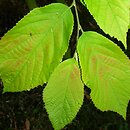 Fortunearia sinensis (forczenaria chińska)