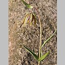 znalezisko 20140400.2.pk - Fritillaria affinis; Szczeglacin