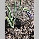 znalezisko 20180400.11.pk - Fritillaria fleischeriana