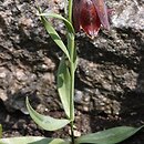znalezisko 20170400.1.pk - Fritillaria graeca ssp. graeca; Szczeglacin