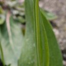 znalezisko 20170400.3.pk - Fritillaria sibthorpiana; Szczeglacin