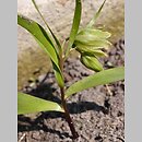 znalezisko 20150400.3.pk - Fritillaria strausii; Szczeglacin