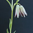 znalezisko 20140500.25.pk - Fritillaria stribrnyi; Szczeglacin