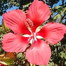 Hibiscus coccineus (ketmia krwista)