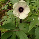 Hibiscus sabdariffa (ketmia szczawiowa)