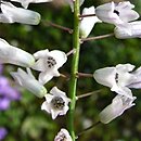 Hyacinthella leucophaea ssp. leucophaea ‘Alba’