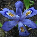 Iris cristata (kosaciec grzebieniasty)