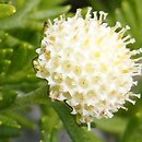 Leptinella pyrethrifolia