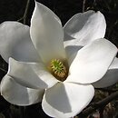 Magnolia denudata (magnolia naga)