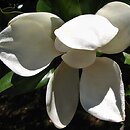 Magnolia grandiflora (magnolia wielkokwiatowa)
