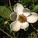 Magnolia wilsonii (magnolia Wilsona)
