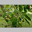 znalezisko 20180717.8.pk - Malus prunifolia (jabłoń śliwolistna); ogród botaniczny Monachium (Niemcy)