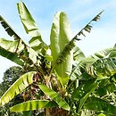 Musaceae (bananowcowate)