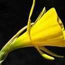 Narcissus bulbocodium (narcyz Å‚uskowaty)