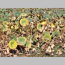 znalezisko 20181030.2.pk - Nelumbo nucifera (lotos orzechodajny); ogród botaniczny Jerozolima (Izrael)