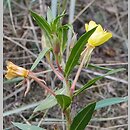 Oenothera ×albisubcurva