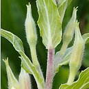 Oenothera depressa (wiesiołek wierzbolistny)