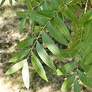 Pistacia chinensis (pistacja chińska)