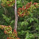 Pistacia terebinthus (pistacja terpentynowa)
