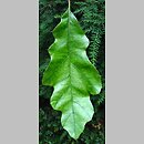 Quercus falcata (dąb sierpowaty)