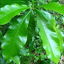 Quercus imbricaria (dąb gontowy)