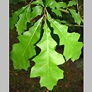 Quercus texana (dąb teksański)