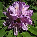 Rhododendron fortunei ssp. discolor