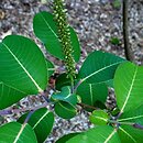 Salix magnifica (wierzba wspaniaÅ‚a)