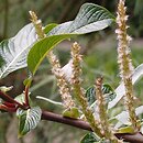 Salix moupinensis (wierzba mupiÅ„ska)