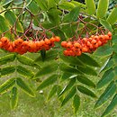 Sorbus aucuparia ssp. pohuashanensis