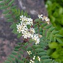 Sorbus himalaica (jarzÄ…b himalajski)