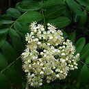 Sorbus occidentalis