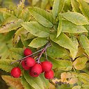Sorbus sambucifolia (jarzÄ…b bzolistny)