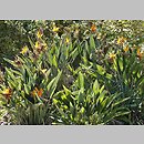 znalezisko 20181000.4.pk - Strelitzia reginae; OB Jerozolima (Izrael)