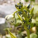 Swertia longifolia
