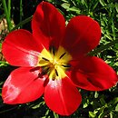 Tulipa ×gesneriana (tulipan ogrodowy)