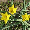 Tulipa kolpakowskiana (tulipan Kołpakowskiego)