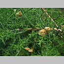 znalezisko 20080615.2.pk - Ulex europaeus (kolcolist zachodni); ogród botaniczny PAN, Powsin