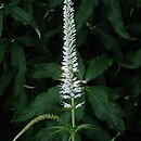 przetacznikowiec syberyjski (Veronicastrum sibiricum)