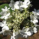 Viburnum furcatum (kalina olbrzymia)