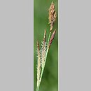 znalezisko 00010000.21.pkob - Carex flacca (turzyca sina); Obniżenie Nowosolskie