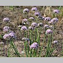 znalezisko 20190802.3.pkob - Allium angulosum (czosnek kątowaty); Ciemnice, Dolina Środkowej Odry